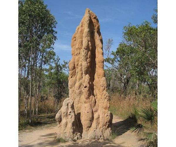 cathedral-termite-mounds-hg